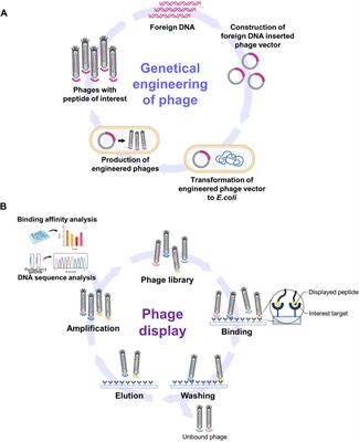 Genetically engineered bacteriophages as novel nanomaterials: applications beyond antimicrobial agents
